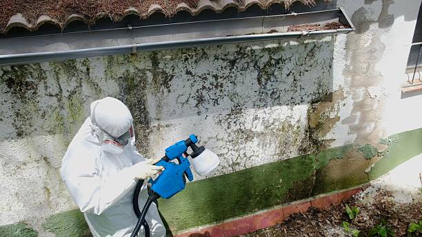 Top rated local Mold Remediation specialists in Royal Oak, MI